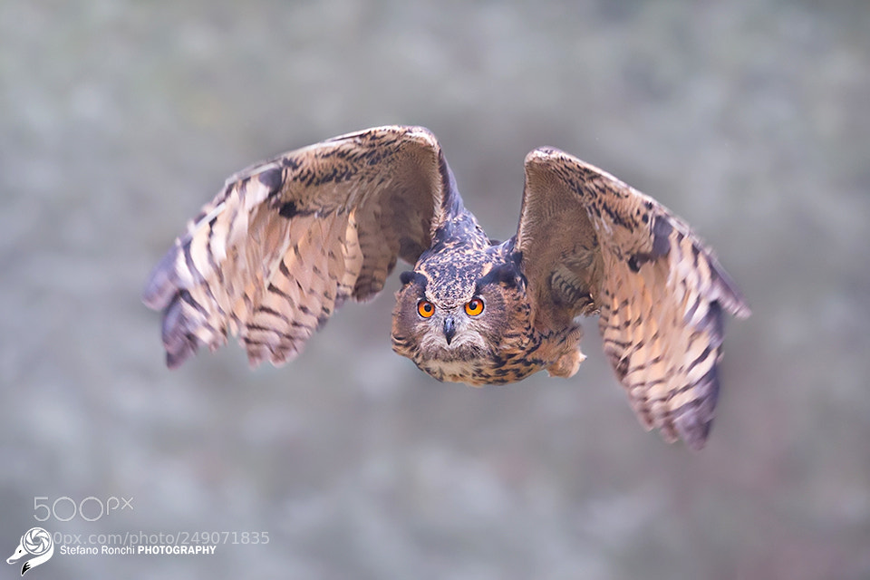 Canon EOS-1D X sample photo. Fly away photography
