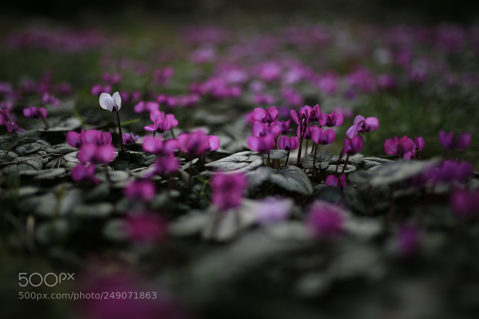 Sigma 35mm F1.4 DG HSM Art sample photo. Cyclamens photography