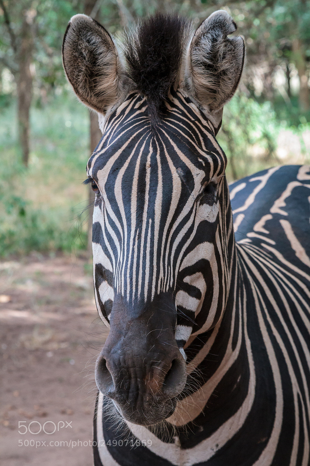 Canon EOS 7D sample photo. Zebra portrait photography