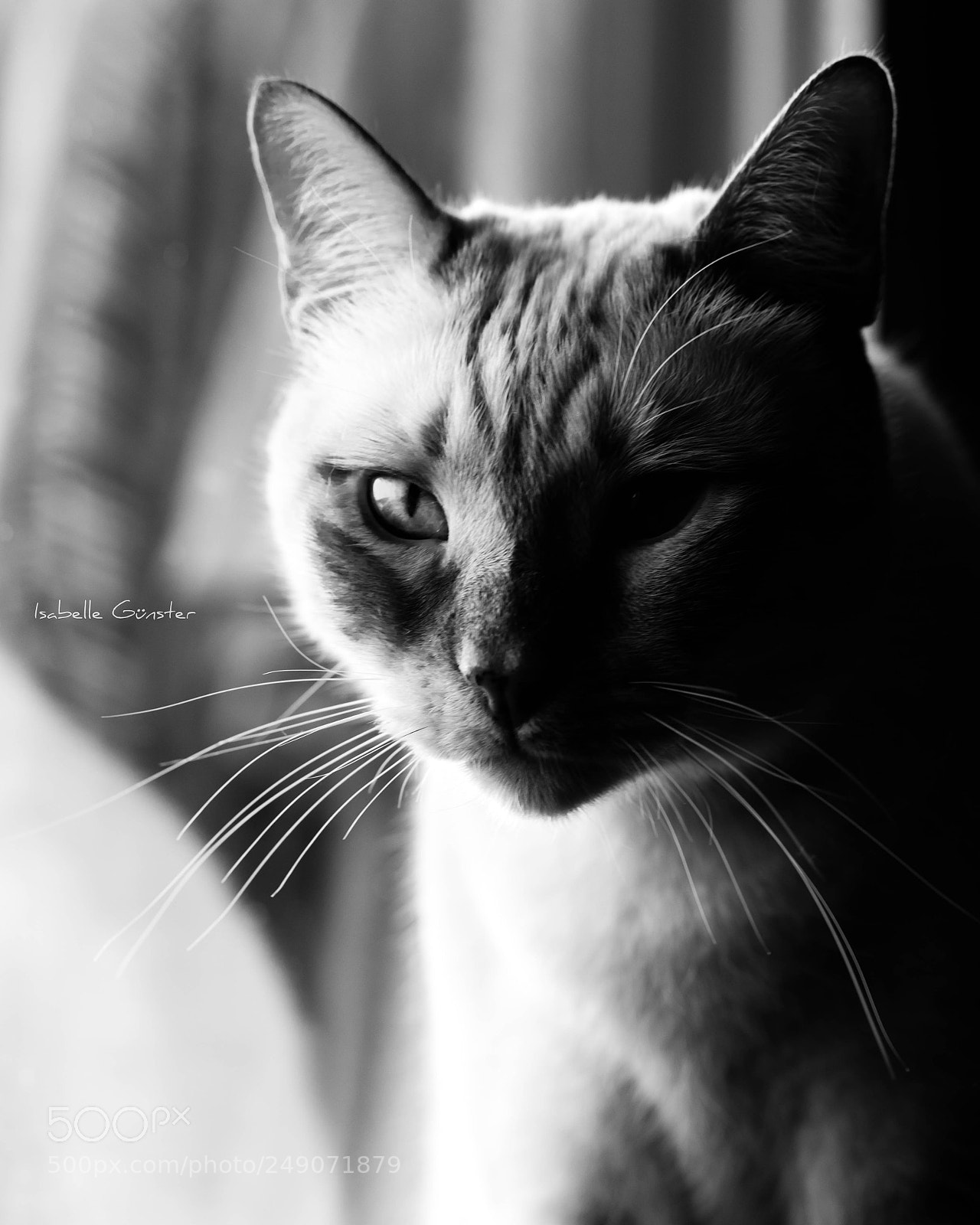 Canon EOS 5D Mark IV sample photo. Tomcat samu photography