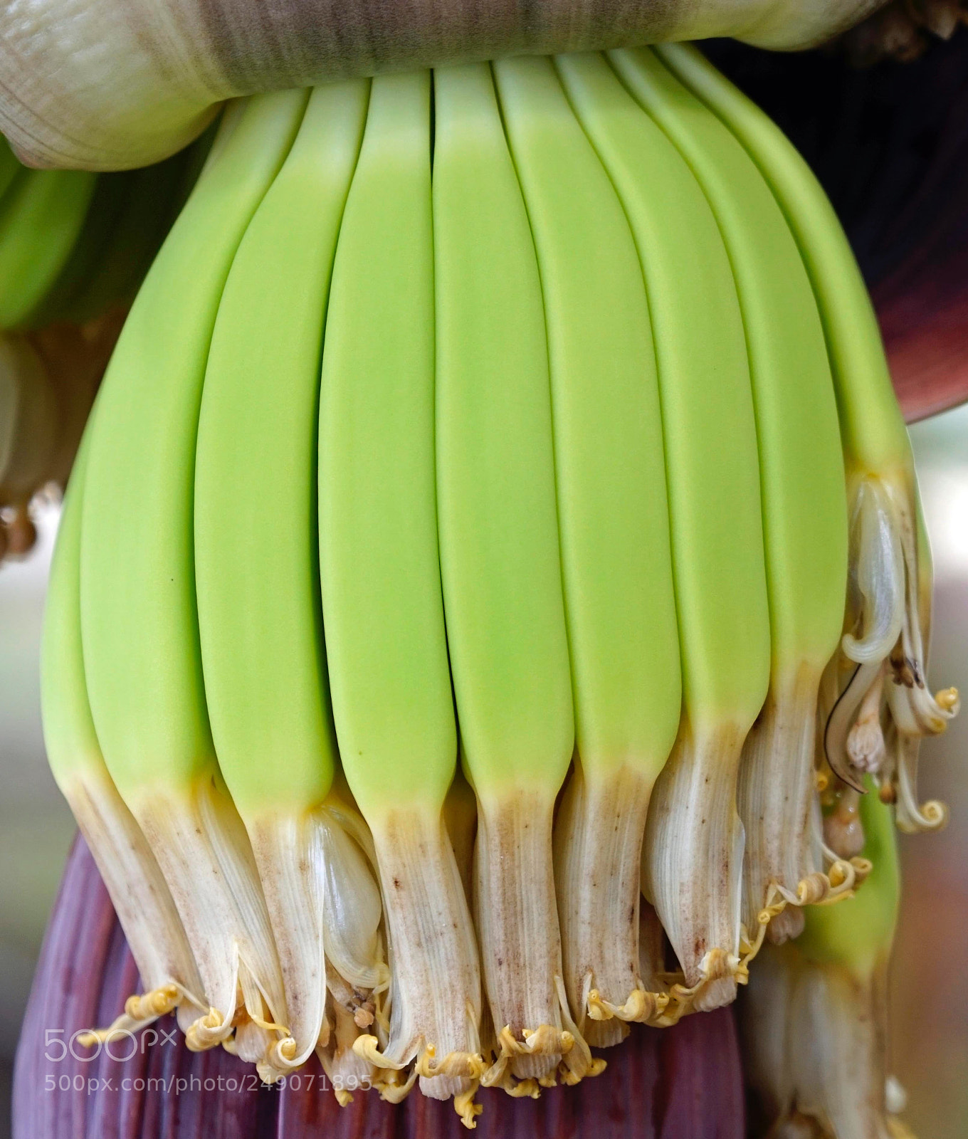 Sony a6300 sample photo. Bananas photography