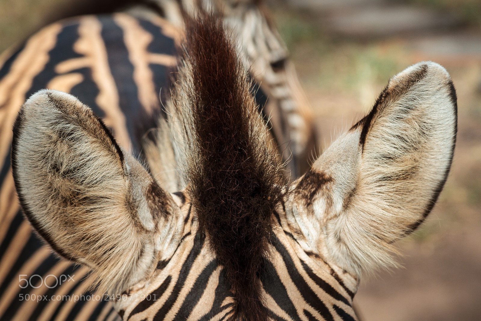 Canon EOS 7D sample photo. Zebra ears photography