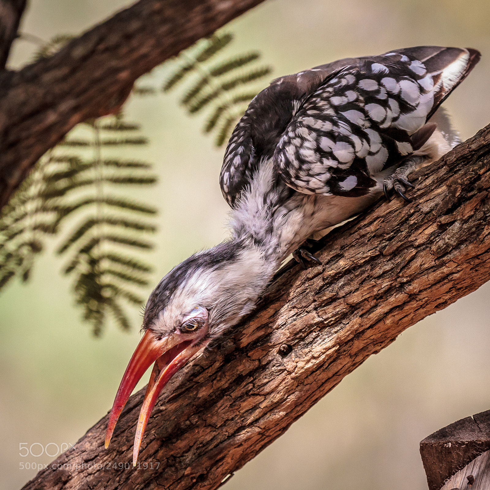 Canon EOS 7D sample photo. Red billed hornbill photography