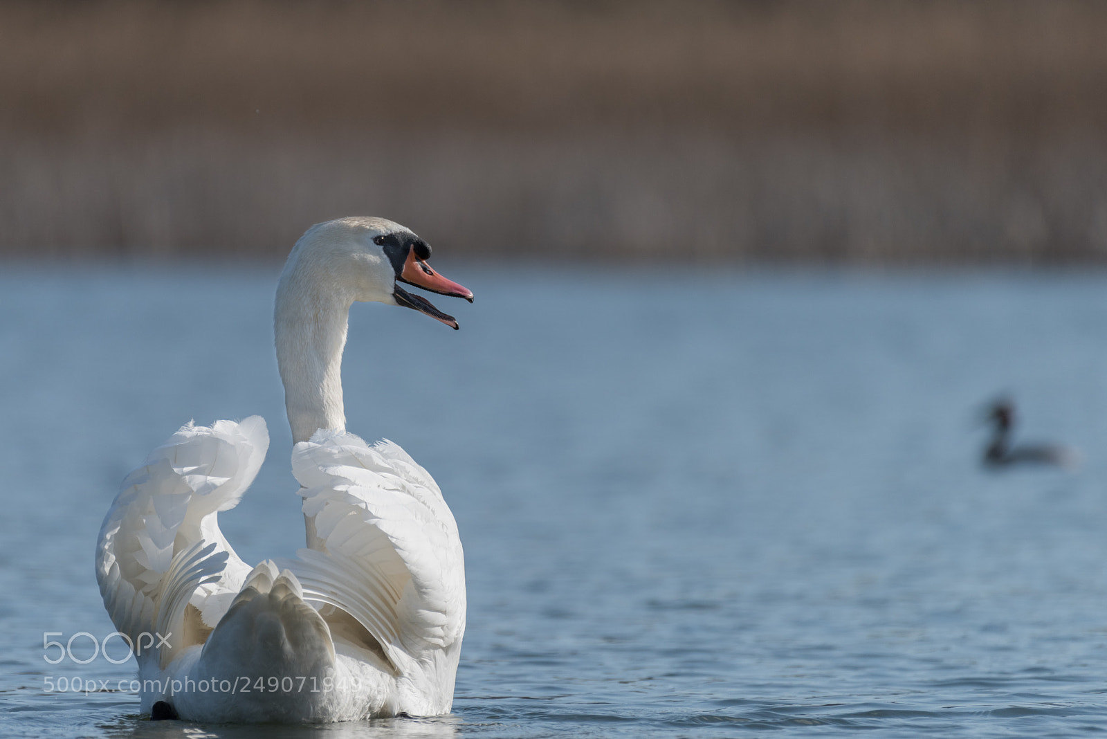 Nikon D810 sample photo. Cygne tuberculé photography