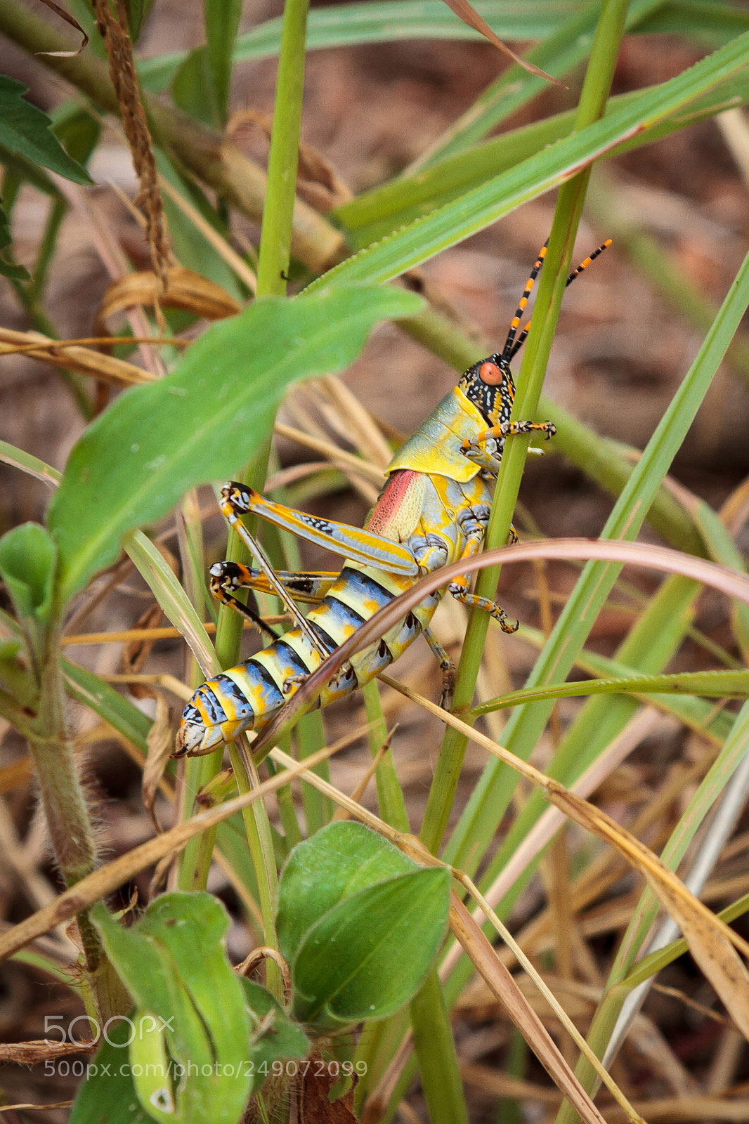 Canon EOS 7D sample photo. South african grasshopper photography