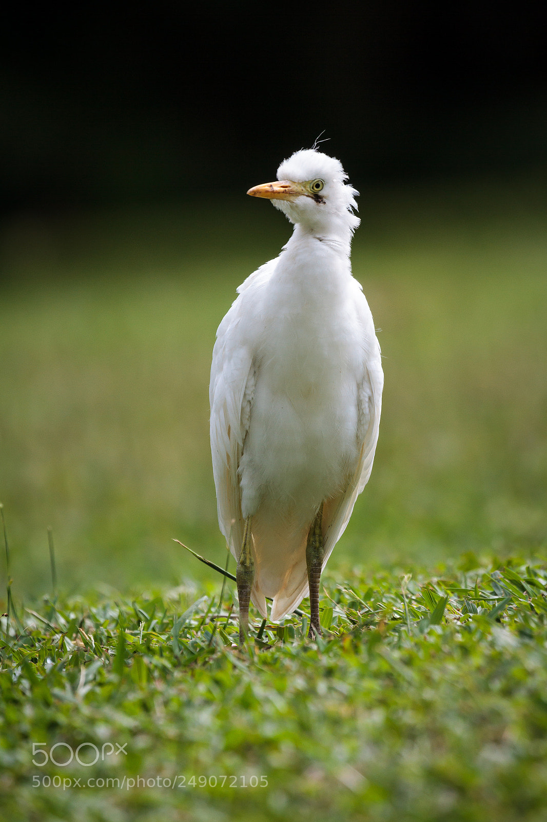 Canon EOS 7D sample photo. Western cattle egret photography