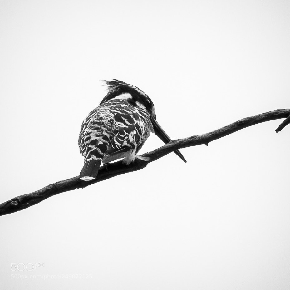 Canon EOS 7D sample photo. Pied kingfisher photography