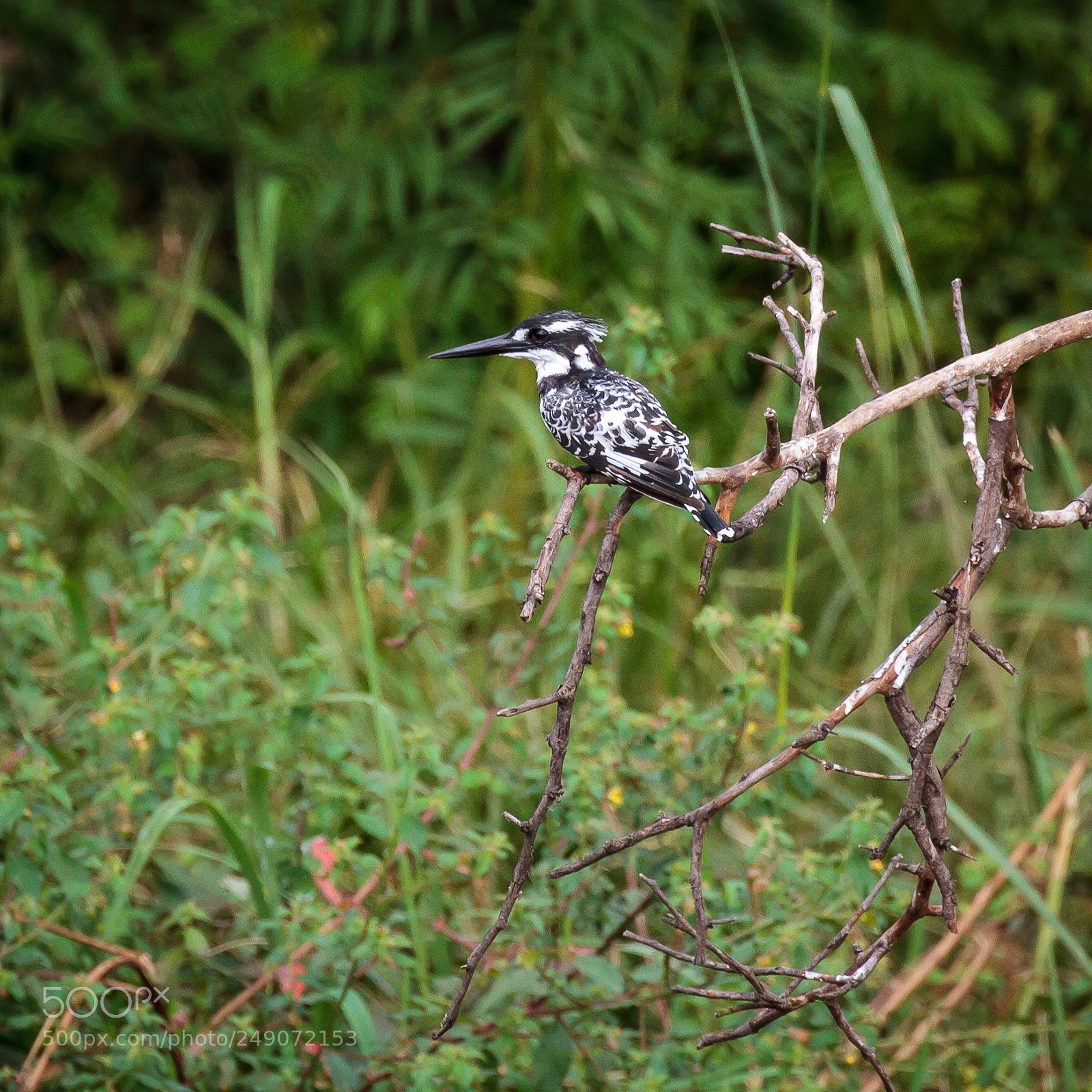 Canon EOS 7D sample photo. Pied kingfisher photography