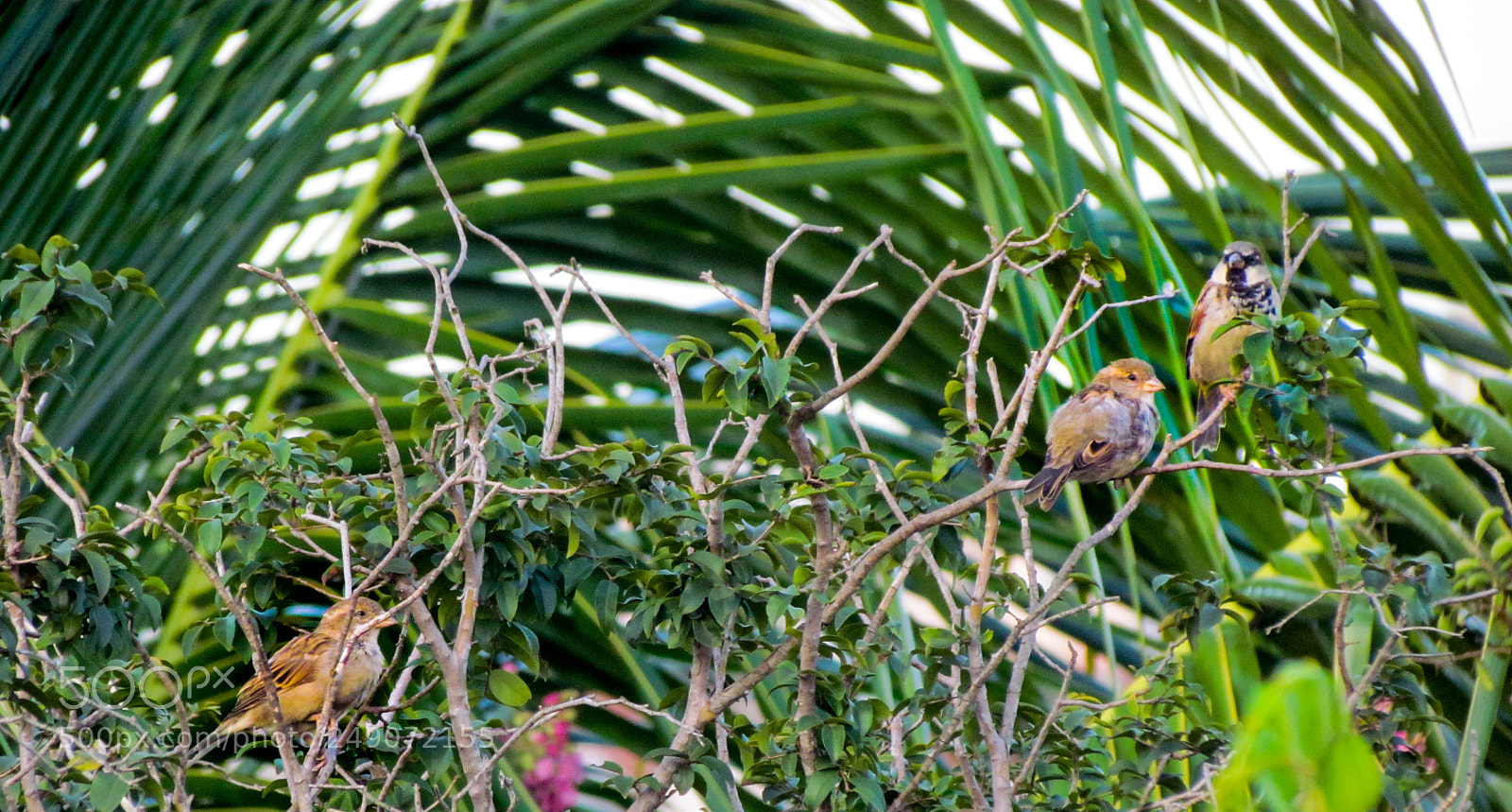 Canon PowerShot SX30 IS sample photo. The family of birds photography