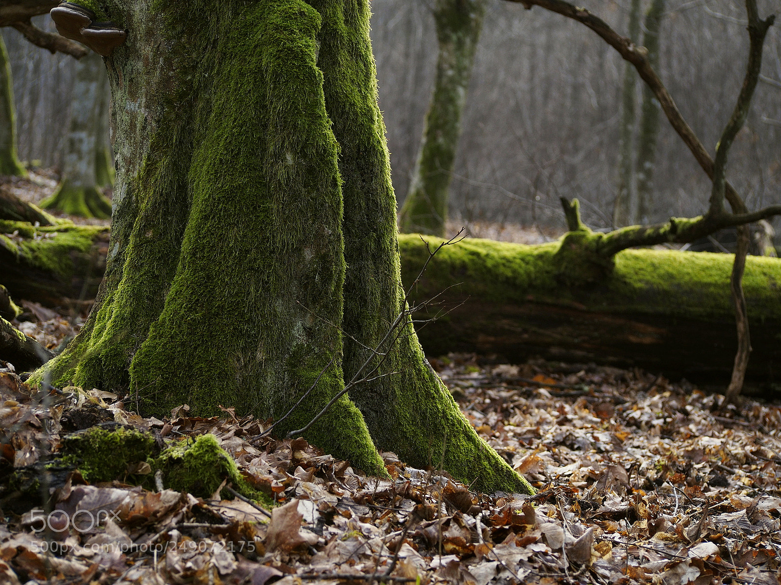 Olympus PEN E-PL5 sample photo. Hornbeam_1 photography