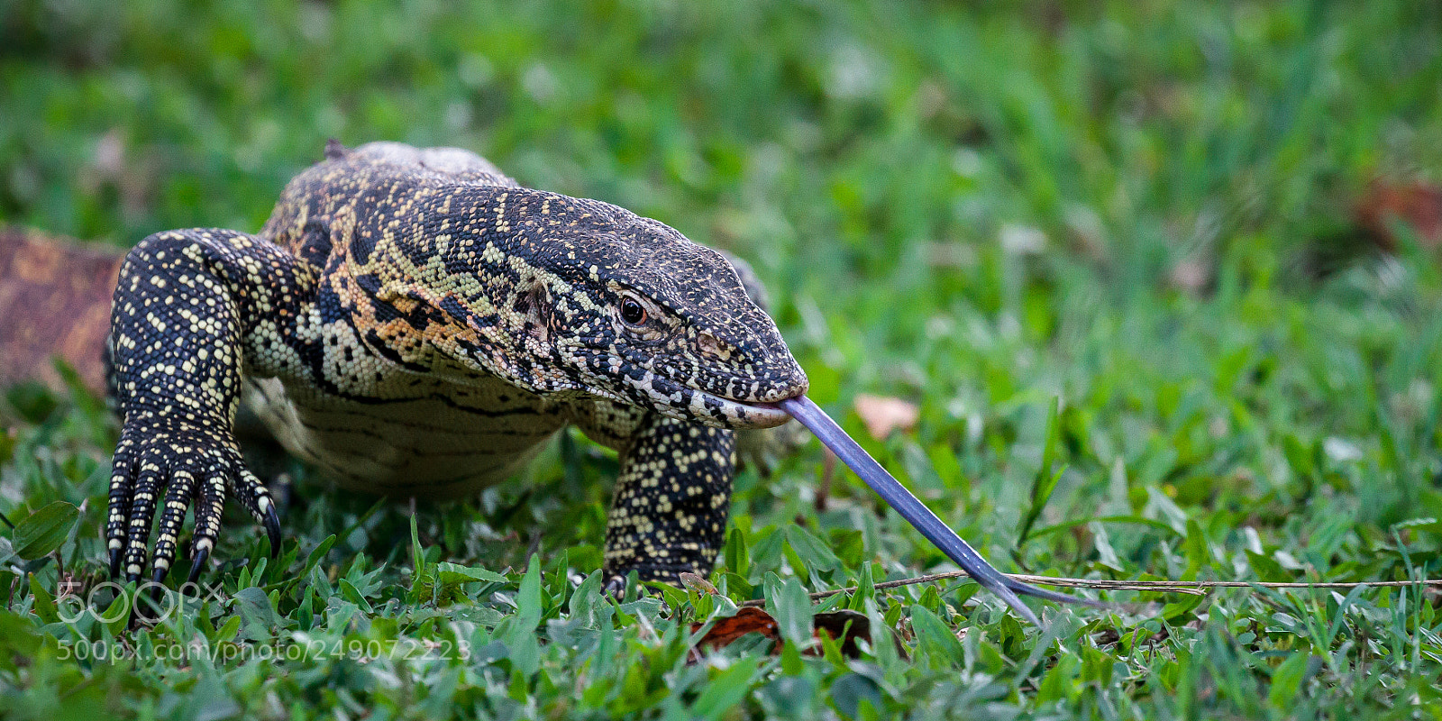Canon EOS 7D sample photo. Water monitor photography