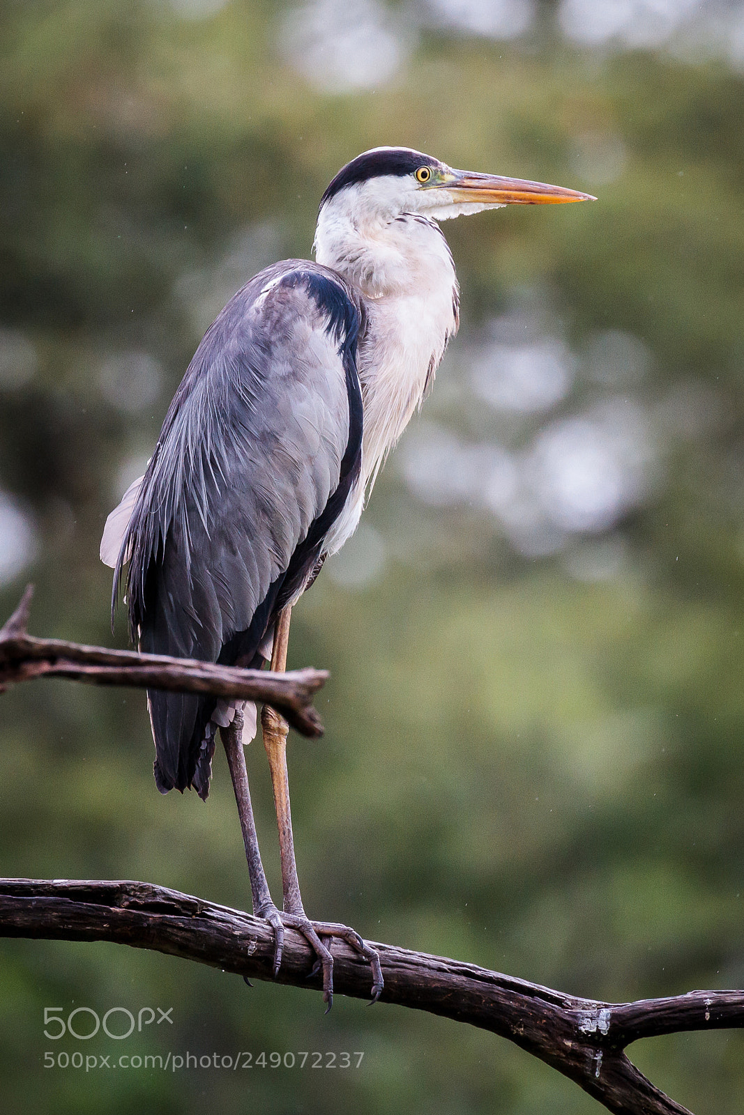 Canon EOS 7D sample photo. Grey heron photography