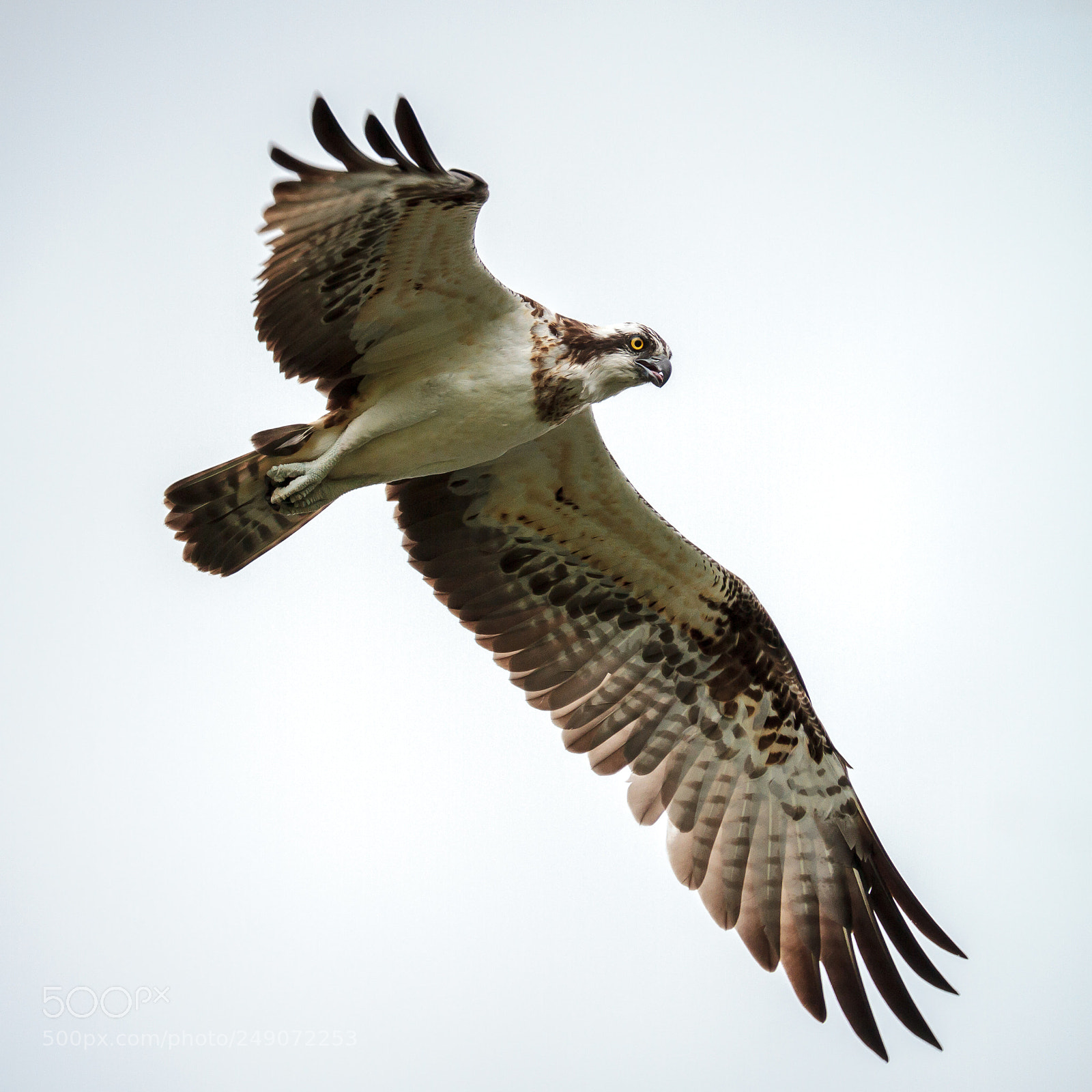 Canon EOS 7D sample photo. Western osprey in flight photography
