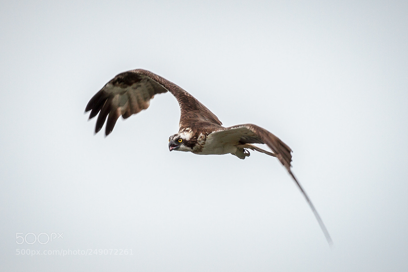 Canon EOS 7D sample photo. Western osprey in flight photography