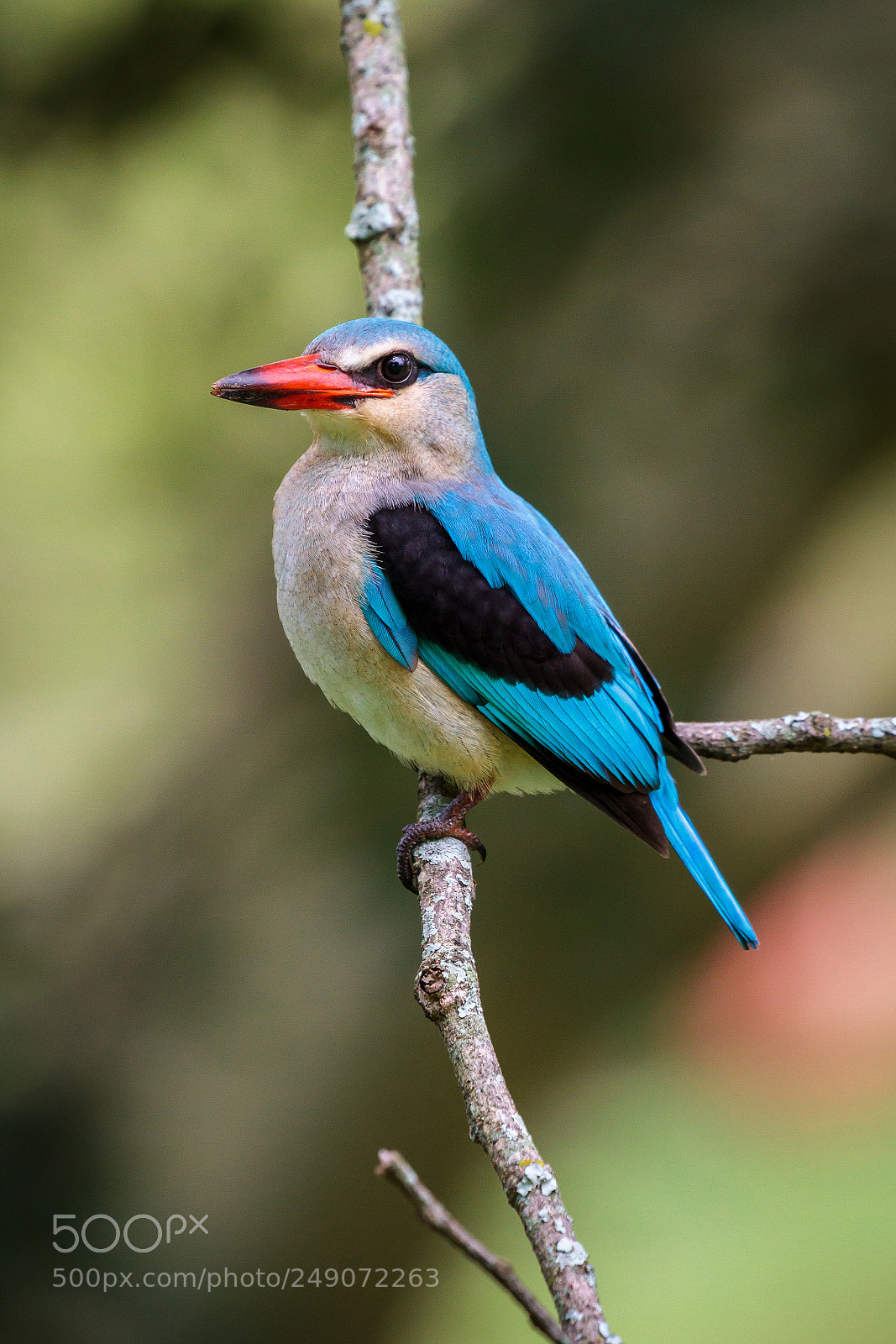 Canon EOS 7D sample photo. Woodland kingfisher photography