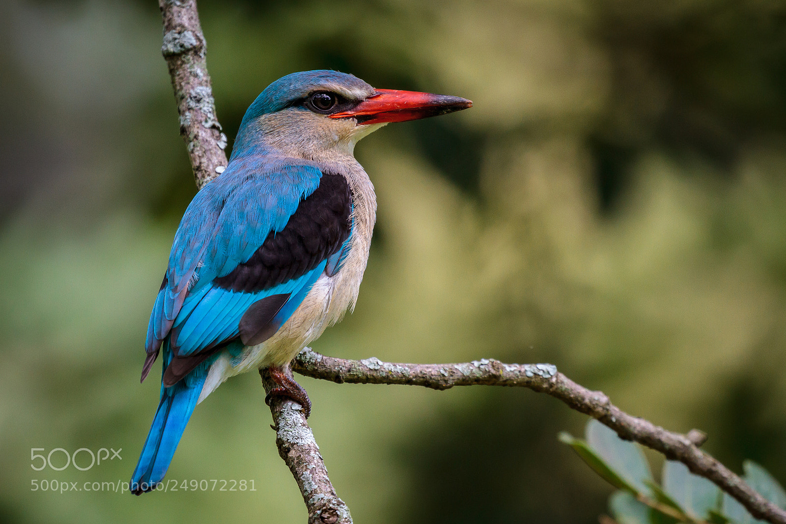 Canon EOS 7D sample photo. Woodland kingfisher photography