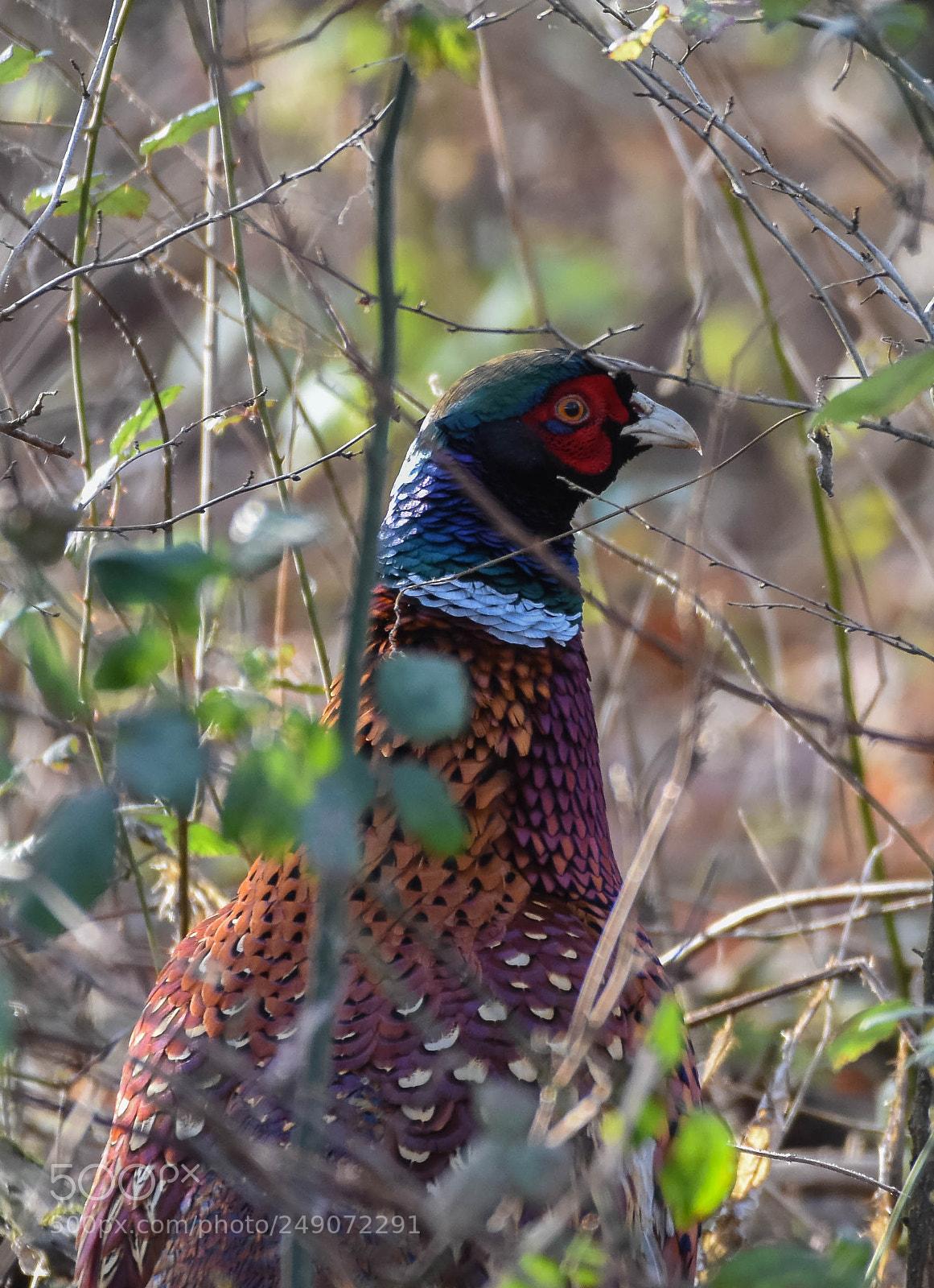 Nikon D7200 sample photo. Pheasant photography
