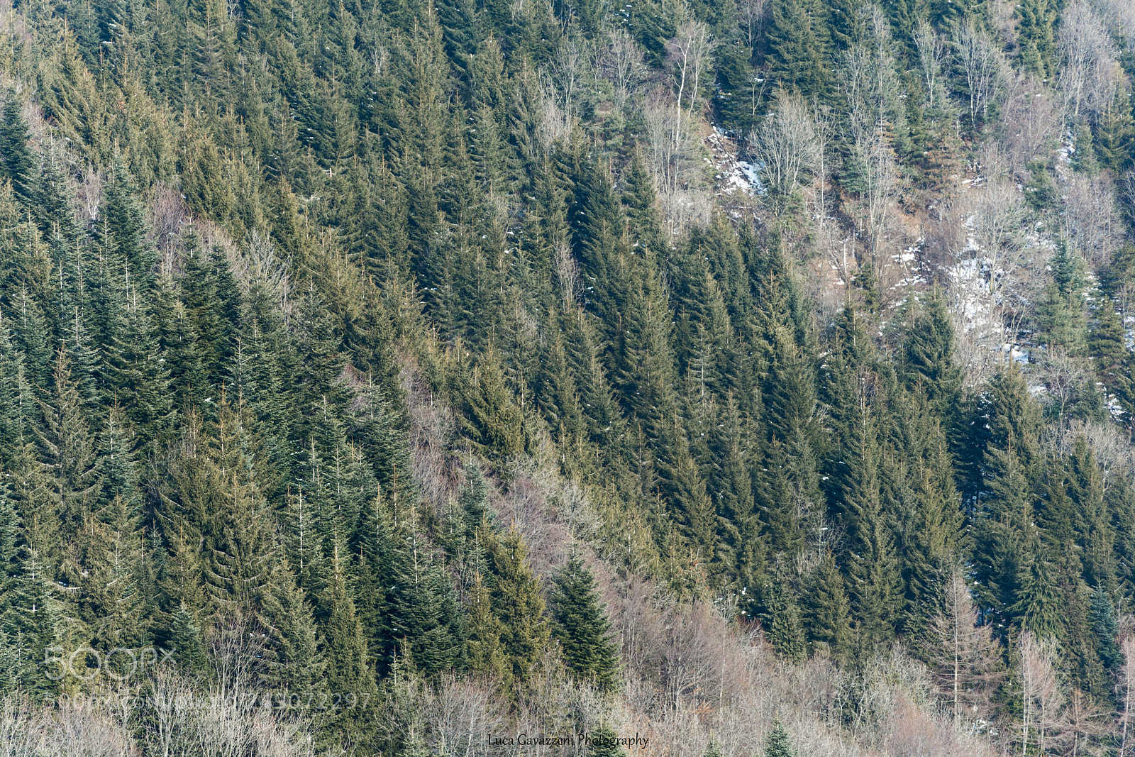 Nikon D5200 sample photo. Evergreens and not photography