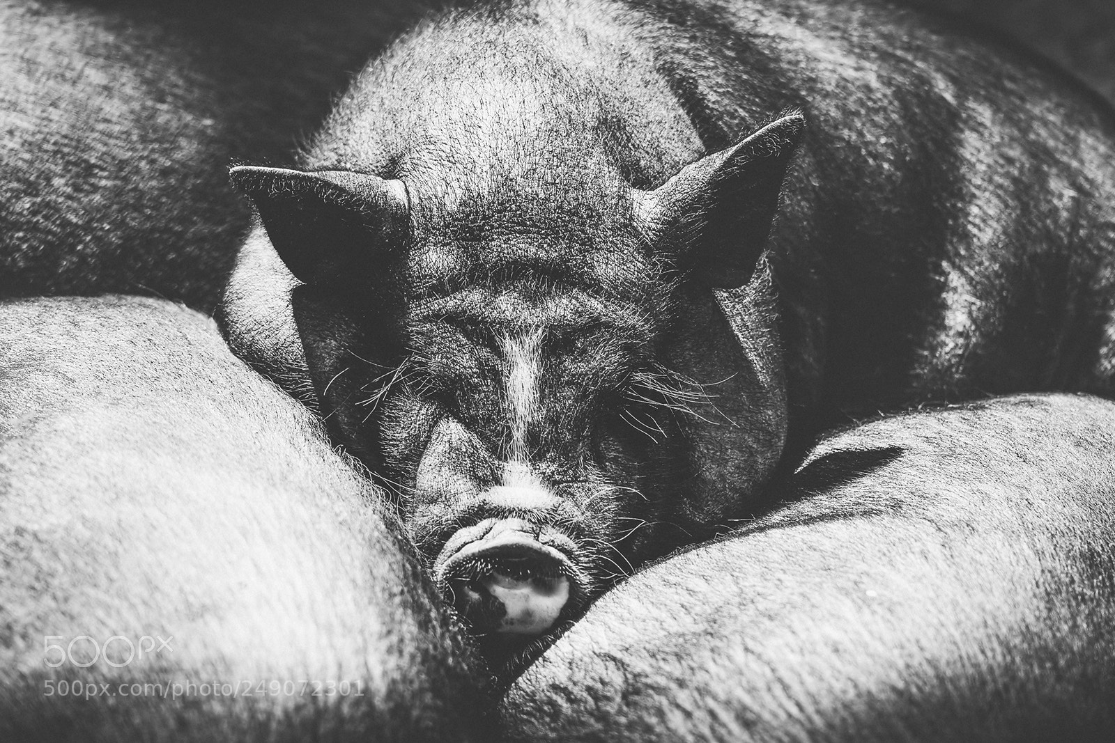 Canon EOS 30D sample photo. Schweinskram photography
