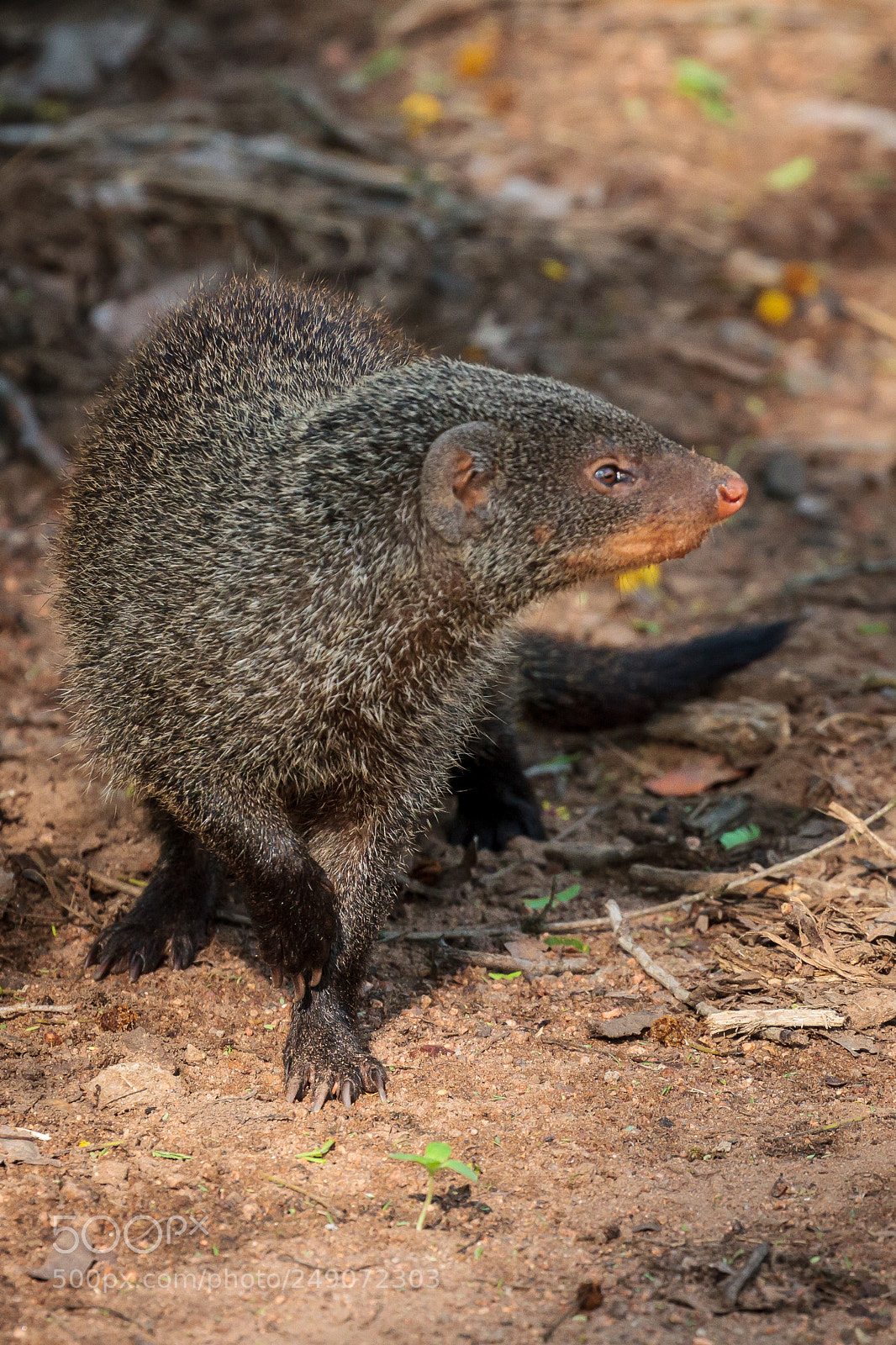 Canon EOS 7D sample photo. Slender mongoose photography
