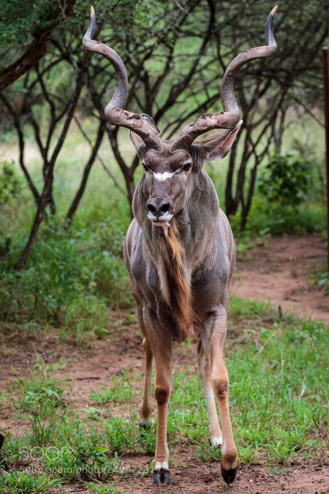Canon EOS 7D sample photo. Kudu male photography