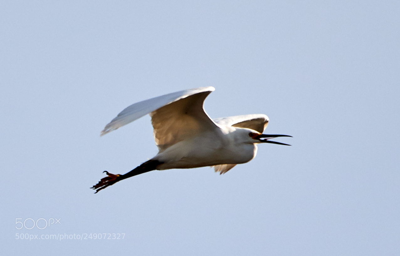 Canon EOS-1D X Mark II sample photo. 03-12-18-0007296.jpg photography