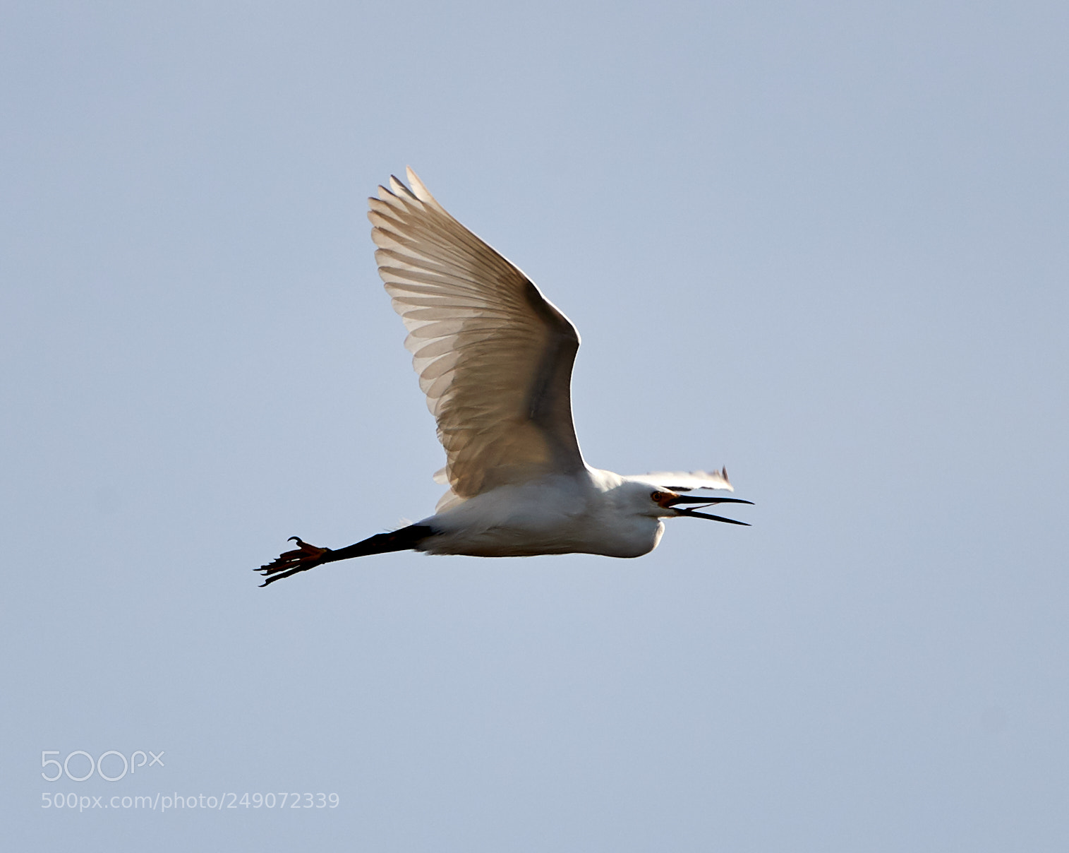 Canon EOS-1D X Mark II sample photo. 03-12-18-0007295.jpg photography