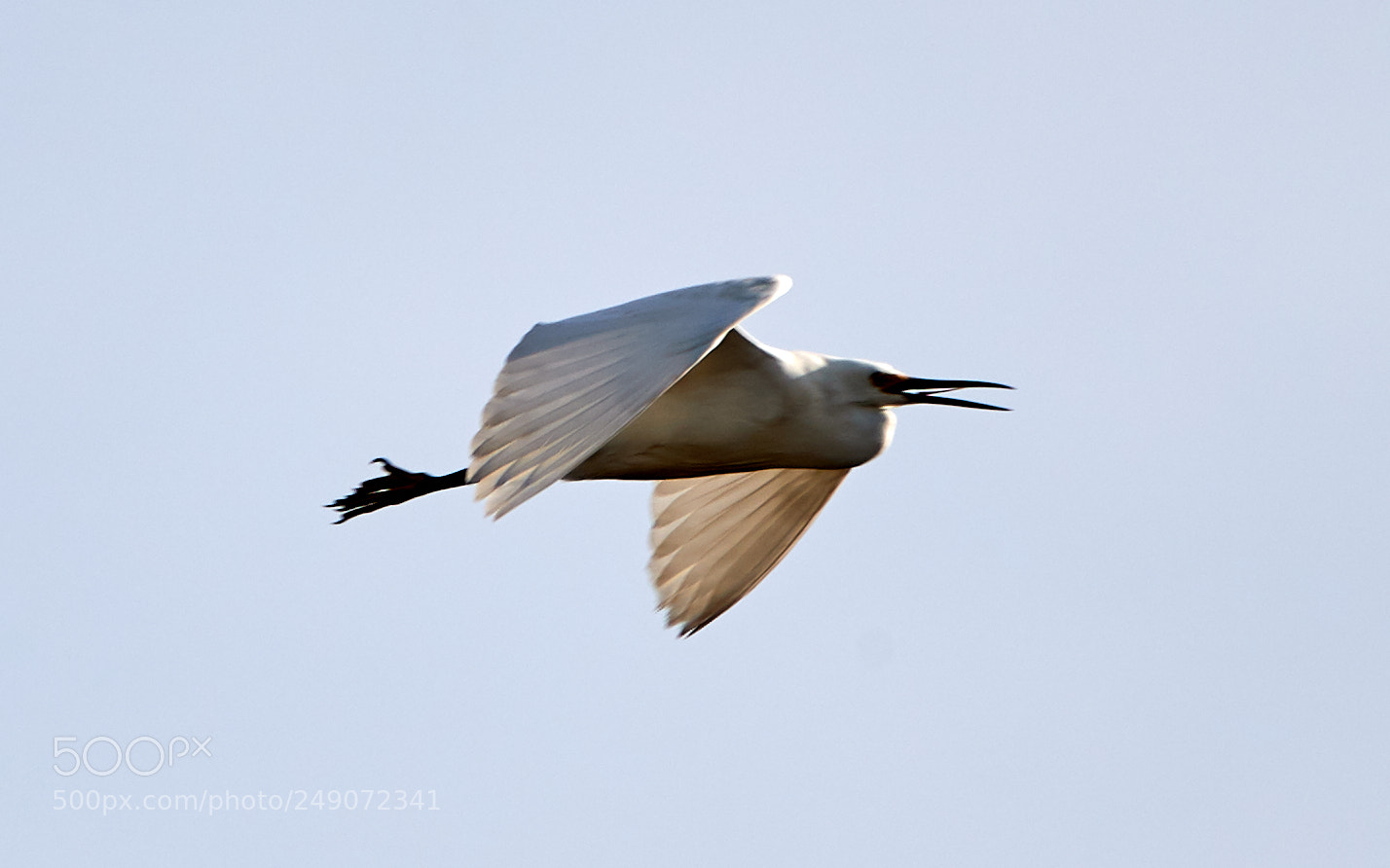 Canon EOS-1D X Mark II sample photo. 03-12-18-0007294.jpg photography