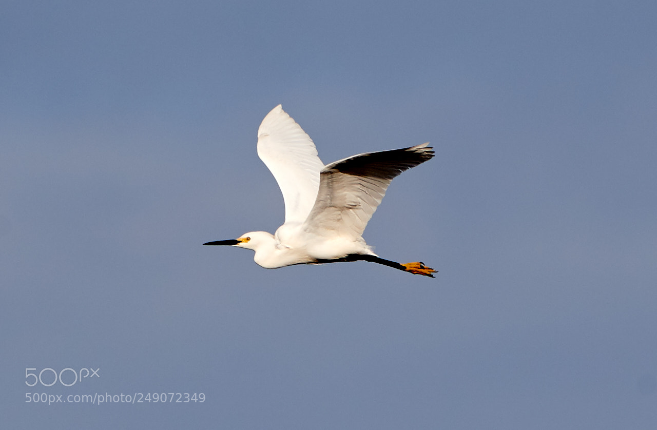 Canon EOS-1D X Mark II sample photo. 03-12-18-0007288.jpg photography