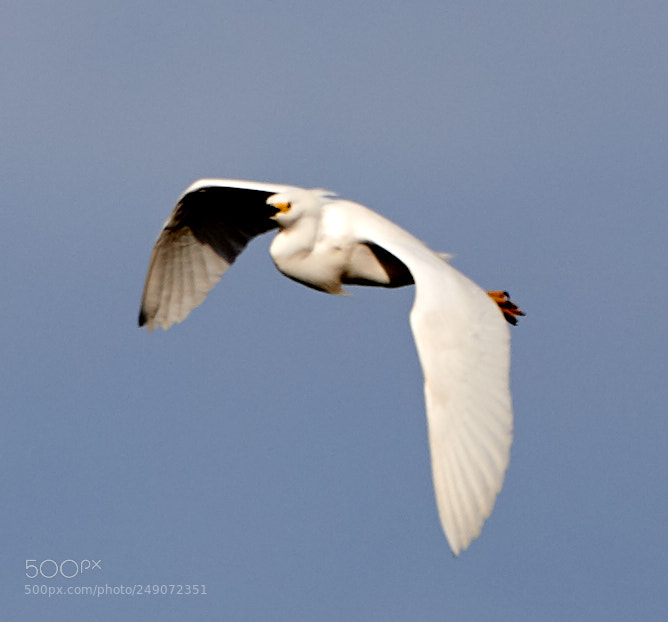 Canon EOS-1D X Mark II sample photo. 03-12-18-0007287.jpg photography