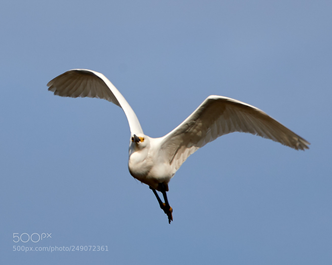 Canon EOS-1D X Mark II sample photo. 03-12-18-0007282.jpg photography
