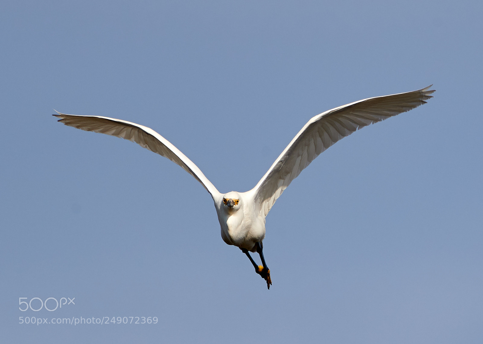 Canon EOS-1D X Mark II sample photo. 03-12-18-0007280.jpg photography