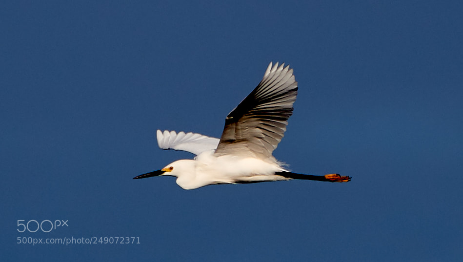 Canon EOS-1D X Mark II sample photo. 03-12-18-0007279.jpg photography