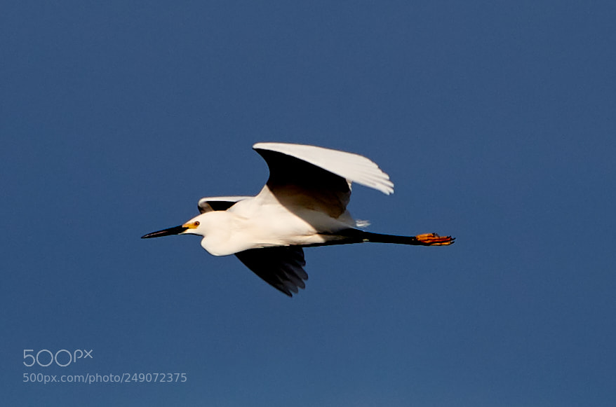 Canon EOS-1D X Mark II sample photo. 03-12-18-0007278.jpg photography