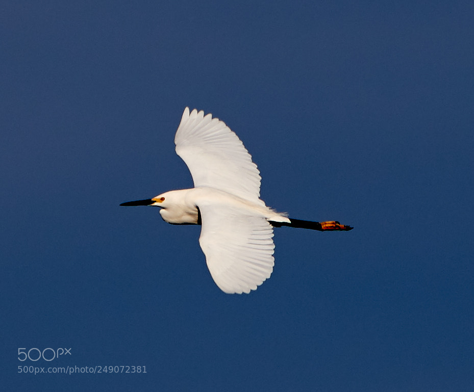 Canon EOS-1D X Mark II sample photo. 03-12-18-0007277.jpg photography
