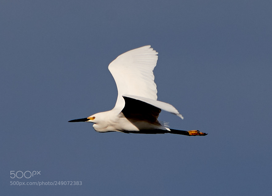 Canon EOS-1D X Mark II sample photo. 03-12-18-0007276.jpg photography