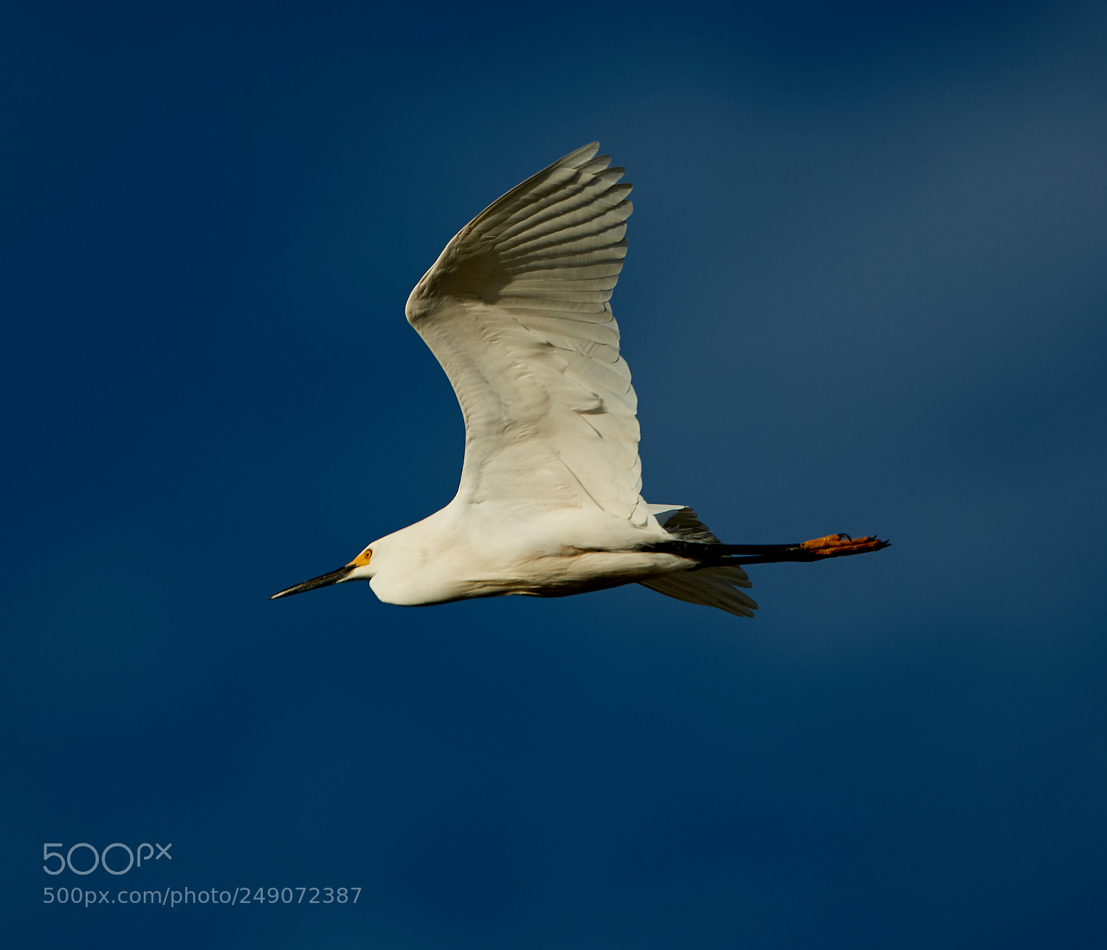 Canon EOS-1D X Mark II sample photo. 03-12-18-0007273.jpg photography