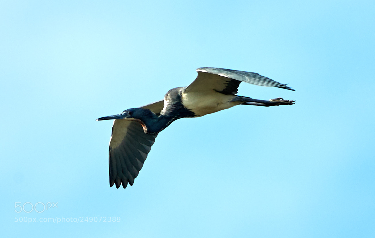 Canon EOS-1D X Mark II sample photo. 03-12-18-0007268.jpg photography