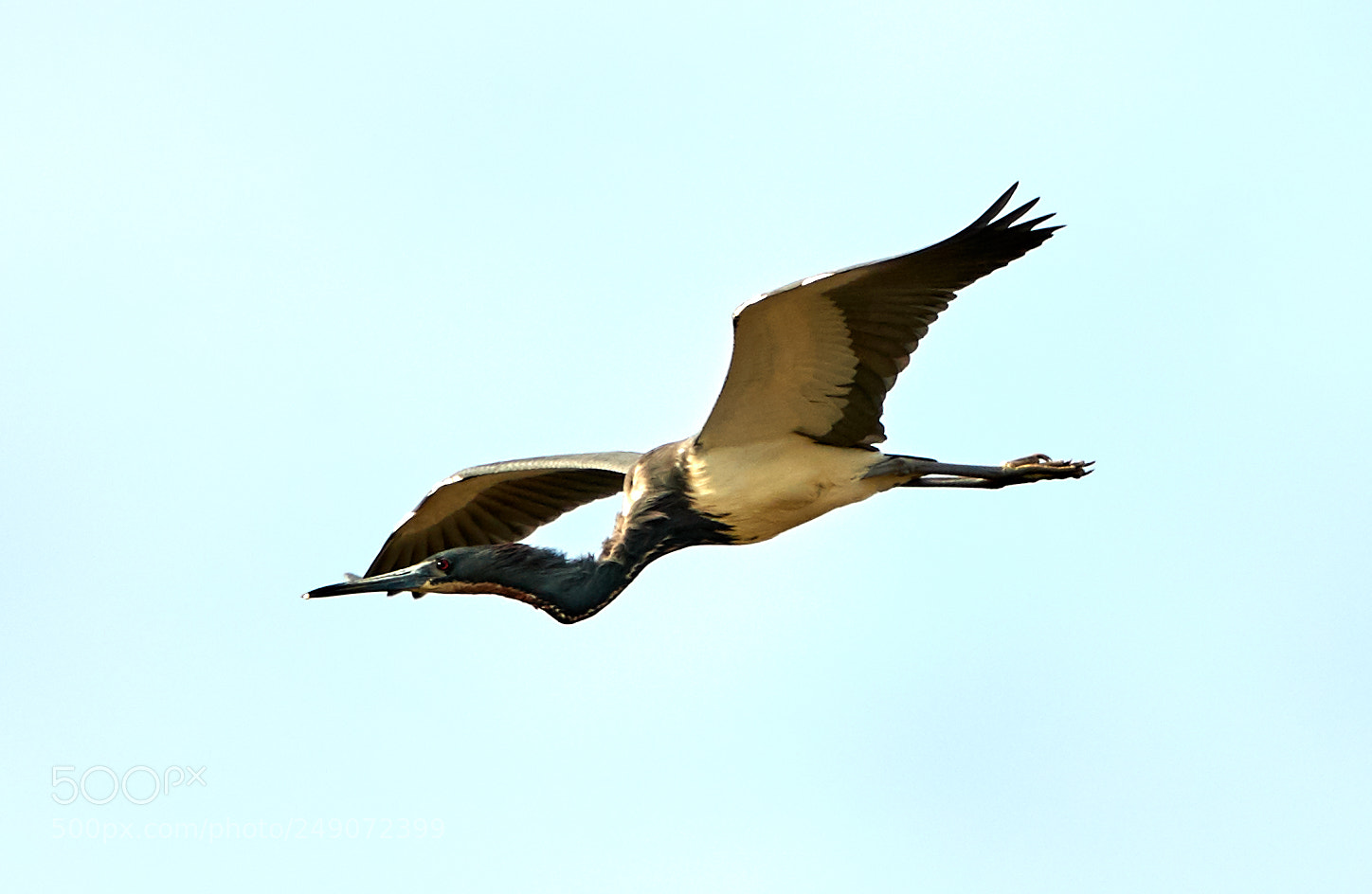 Canon EOS-1D X Mark II sample photo. 03-12-18-0007266.jpg photography