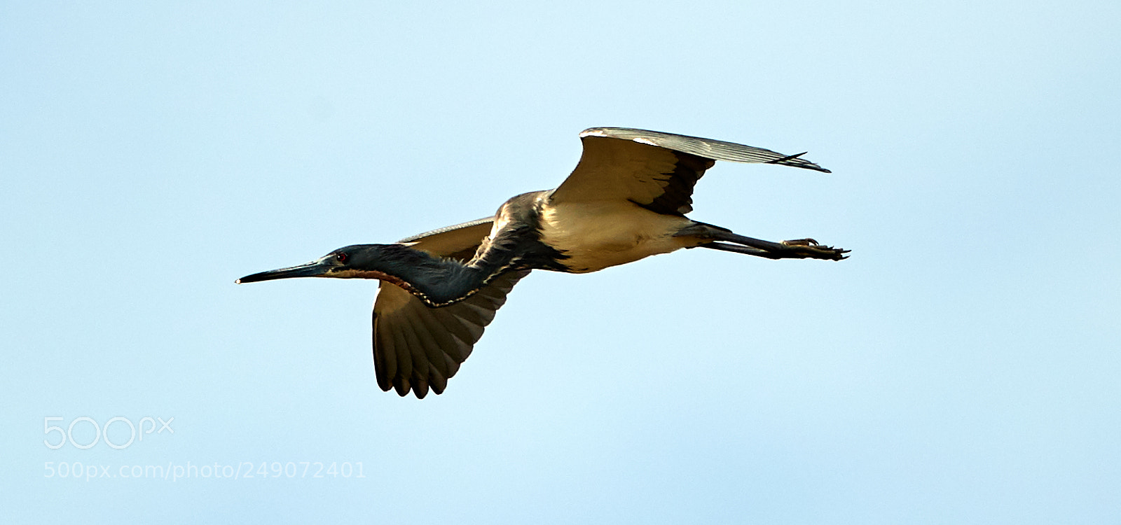 Canon EOS-1D X Mark II sample photo. 03-12-18-0007265.jpg photography