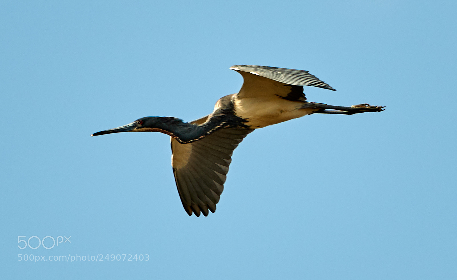 Canon EOS-1D X Mark II sample photo. 03-12-18-0007264.jpg photography