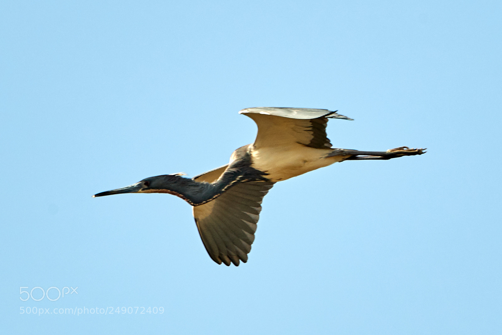 Canon EOS-1D X Mark II sample photo. 03-12-18-0007262.jpg photography