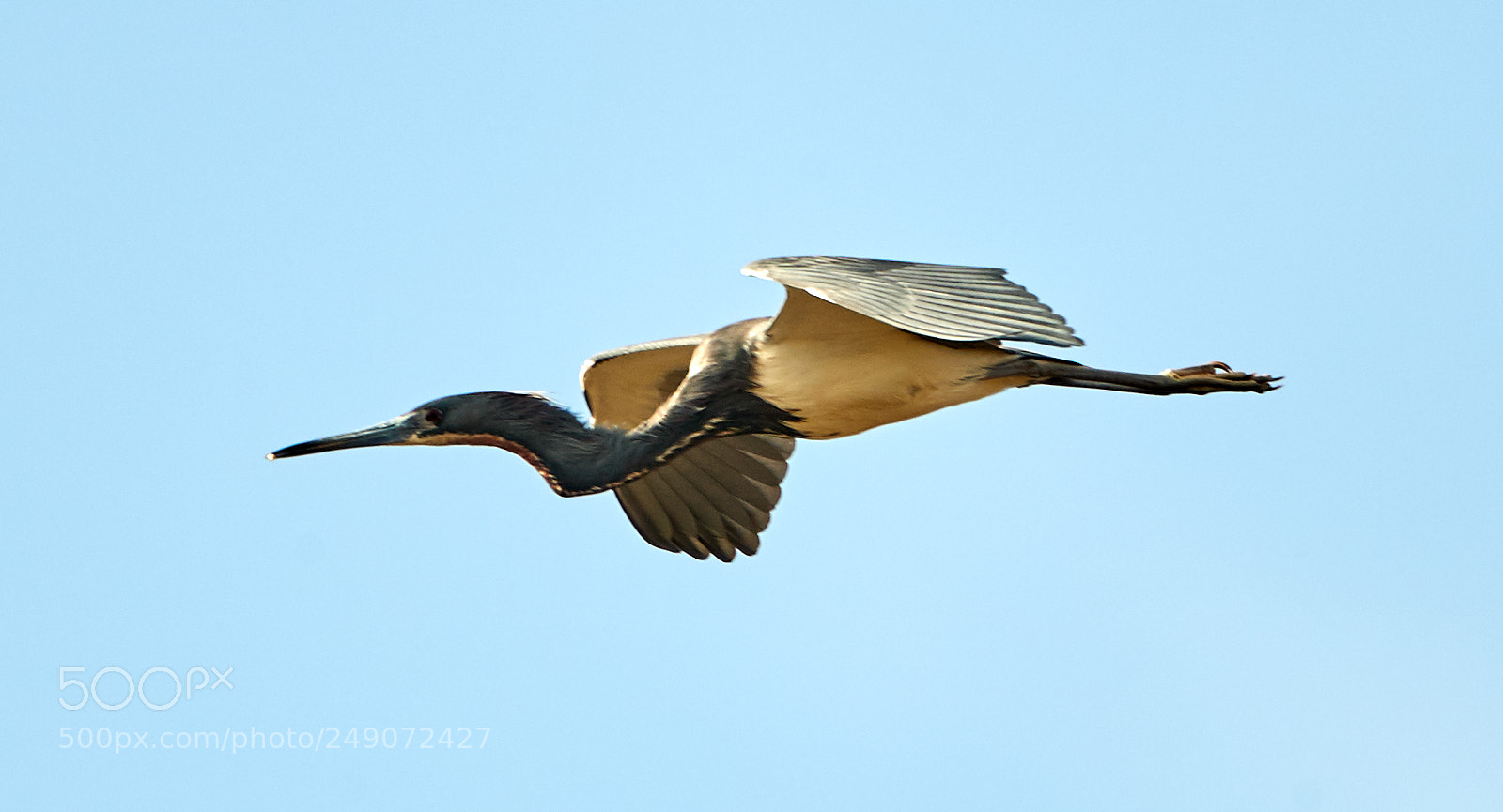 Canon EOS-1D X Mark II sample photo. 03-12-18-0007261.jpg photography