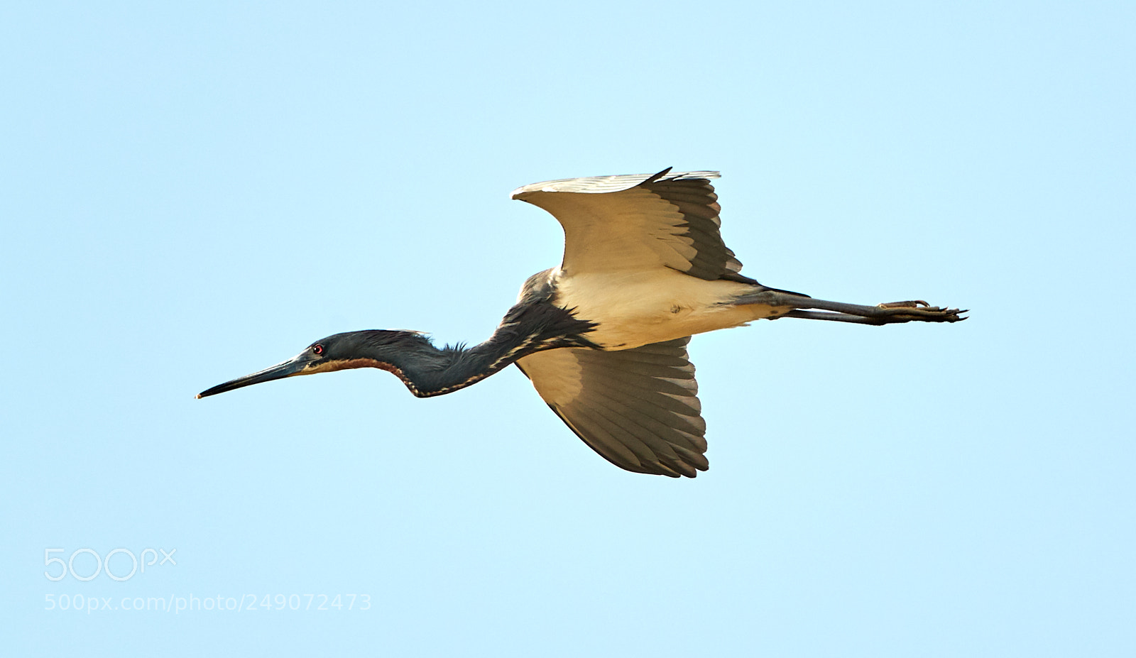 Canon EOS-1D X Mark II sample photo. 03-12-18-0007258.jpg photography