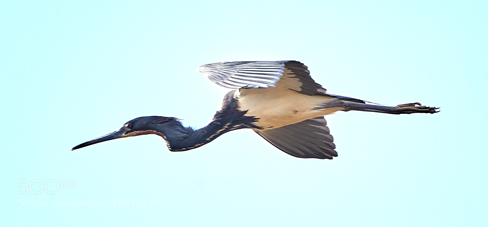 Canon EOS-1D X Mark II sample photo. 03-12-18-0007256.jpg photography
