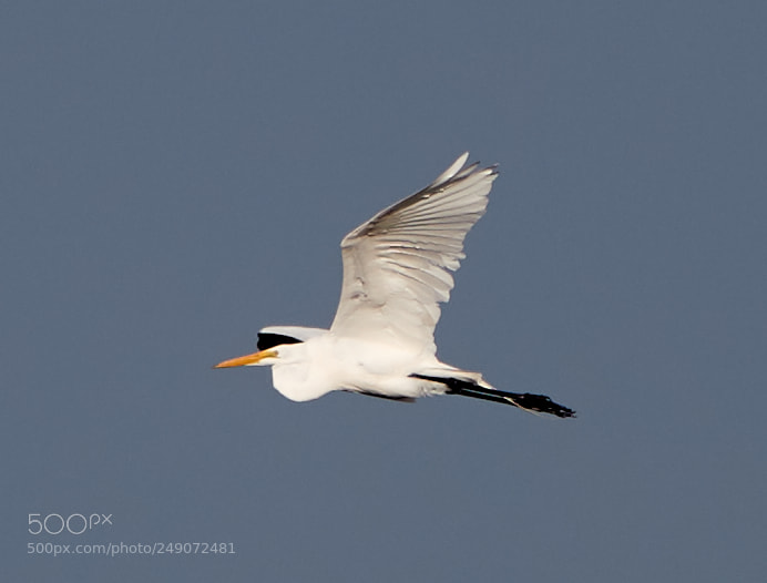 Canon EOS-1D X Mark II sample photo. 03-12-18-0007255.jpg photography