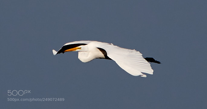 Canon EOS-1D X Mark II sample photo. 03-12-18-0007254.jpg photography