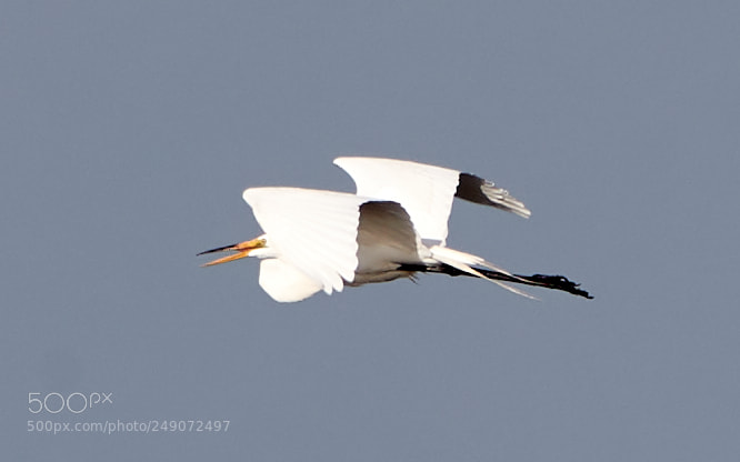 Canon EOS-1D X Mark II sample photo. 03-12-18-0007232.jpg photography