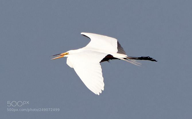 Canon EOS-1D X Mark II sample photo. 03-12-18-0007231.jpg photography