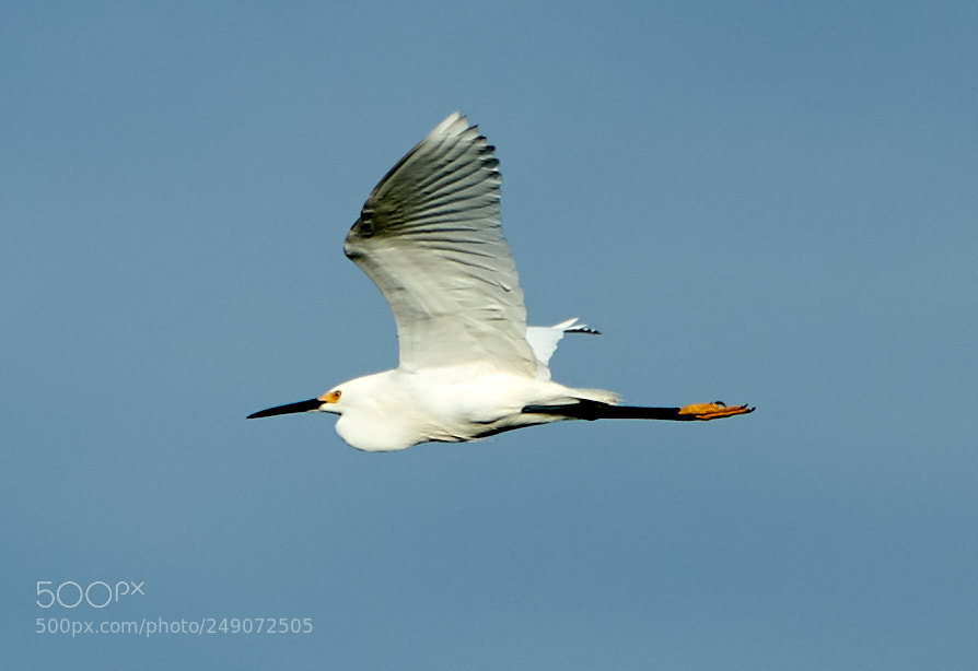 Canon EOS-1D X Mark II sample photo. 03-12-18-0007227.jpg photography